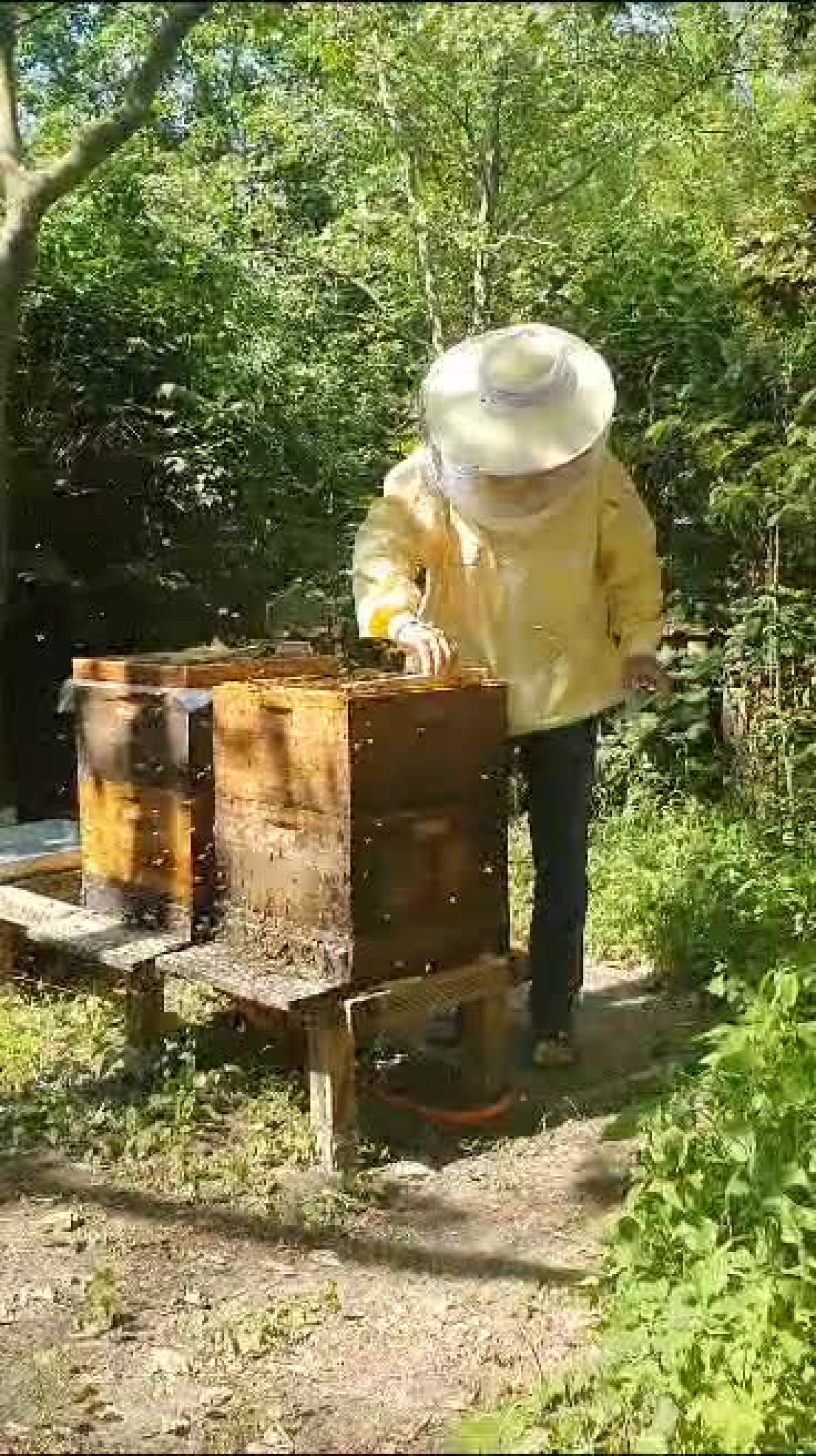 Bienen in der Kita (JAO gGmbH)